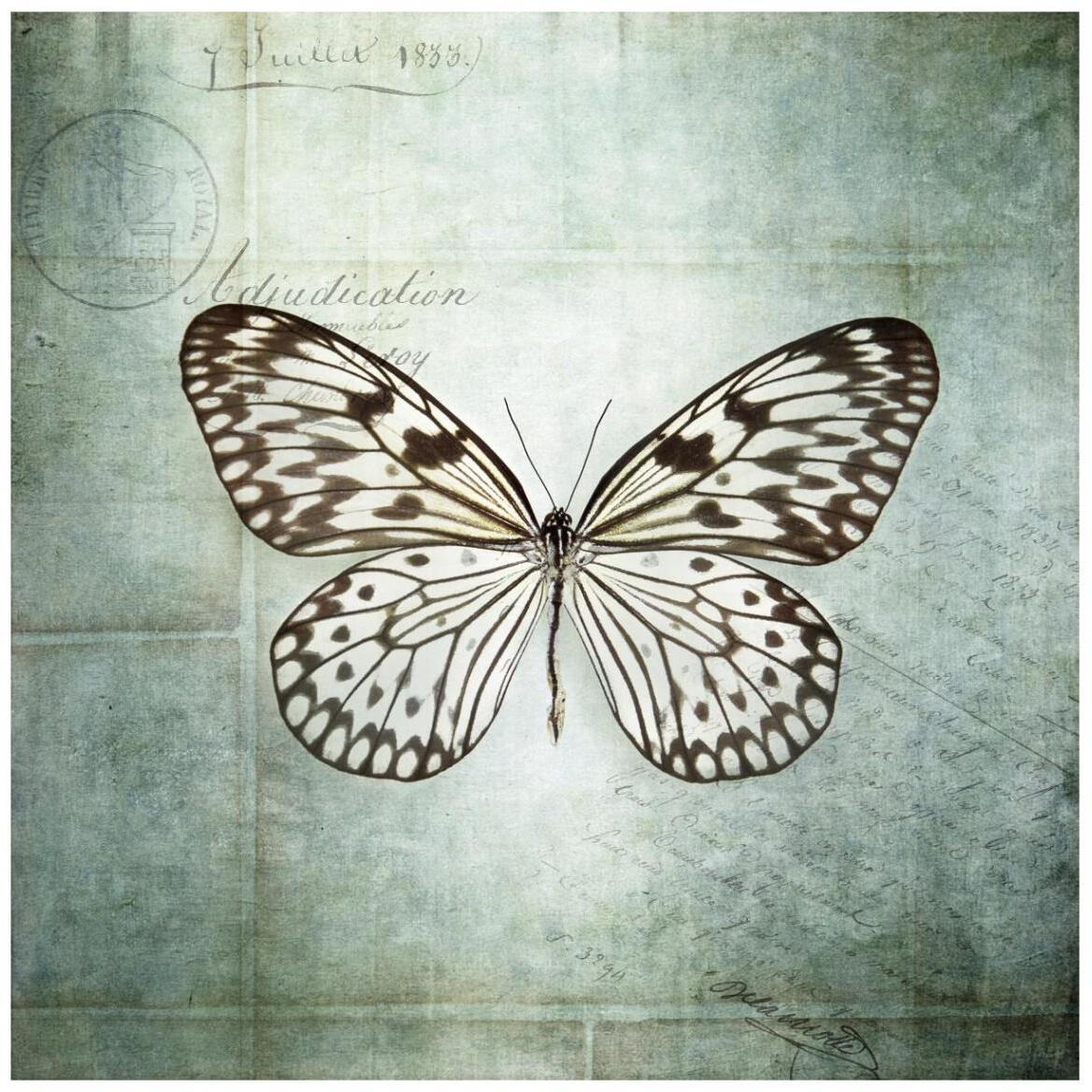 French Butterfly V -Paper Art-42&quotx42"