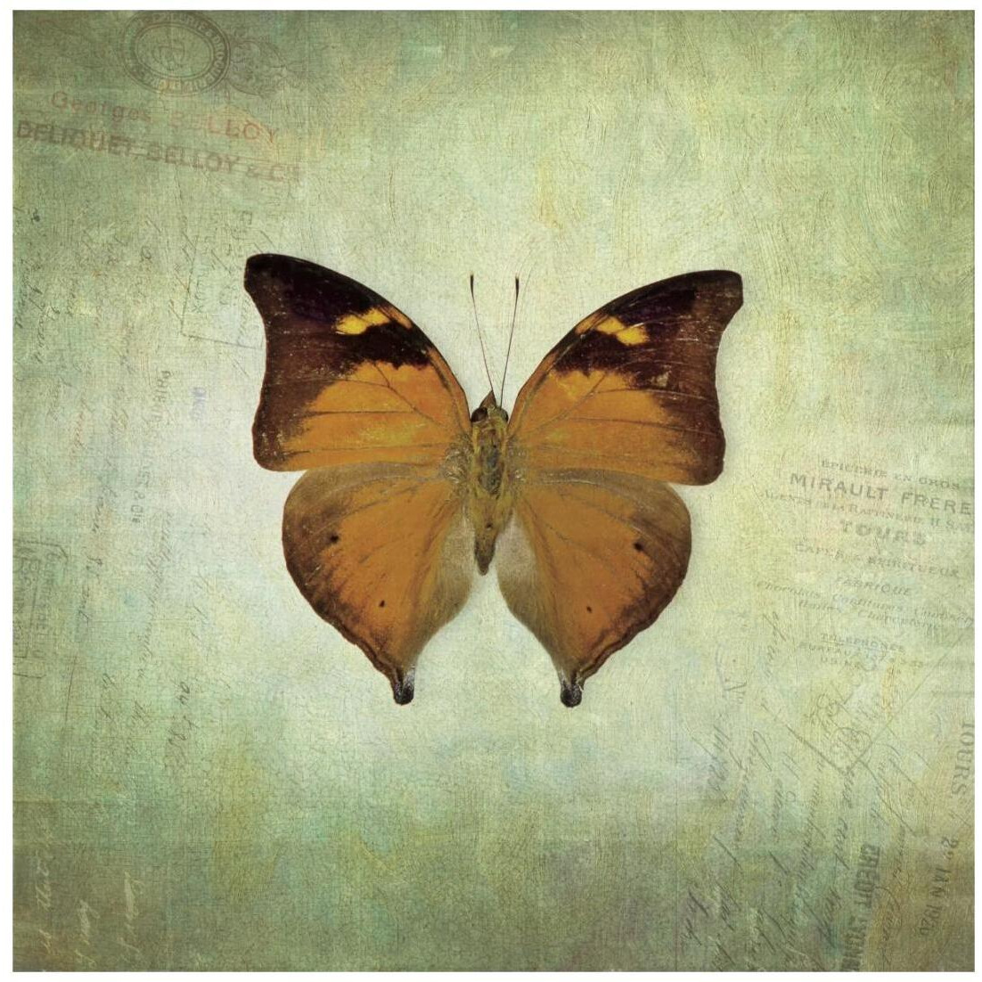 French Butterfly VII -Paper Art-20&quotx20"