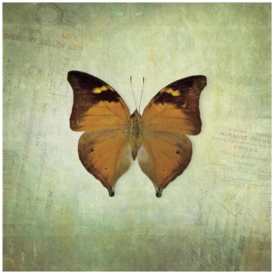 French Butterfly VII -Paper Art-26&quotx26"
