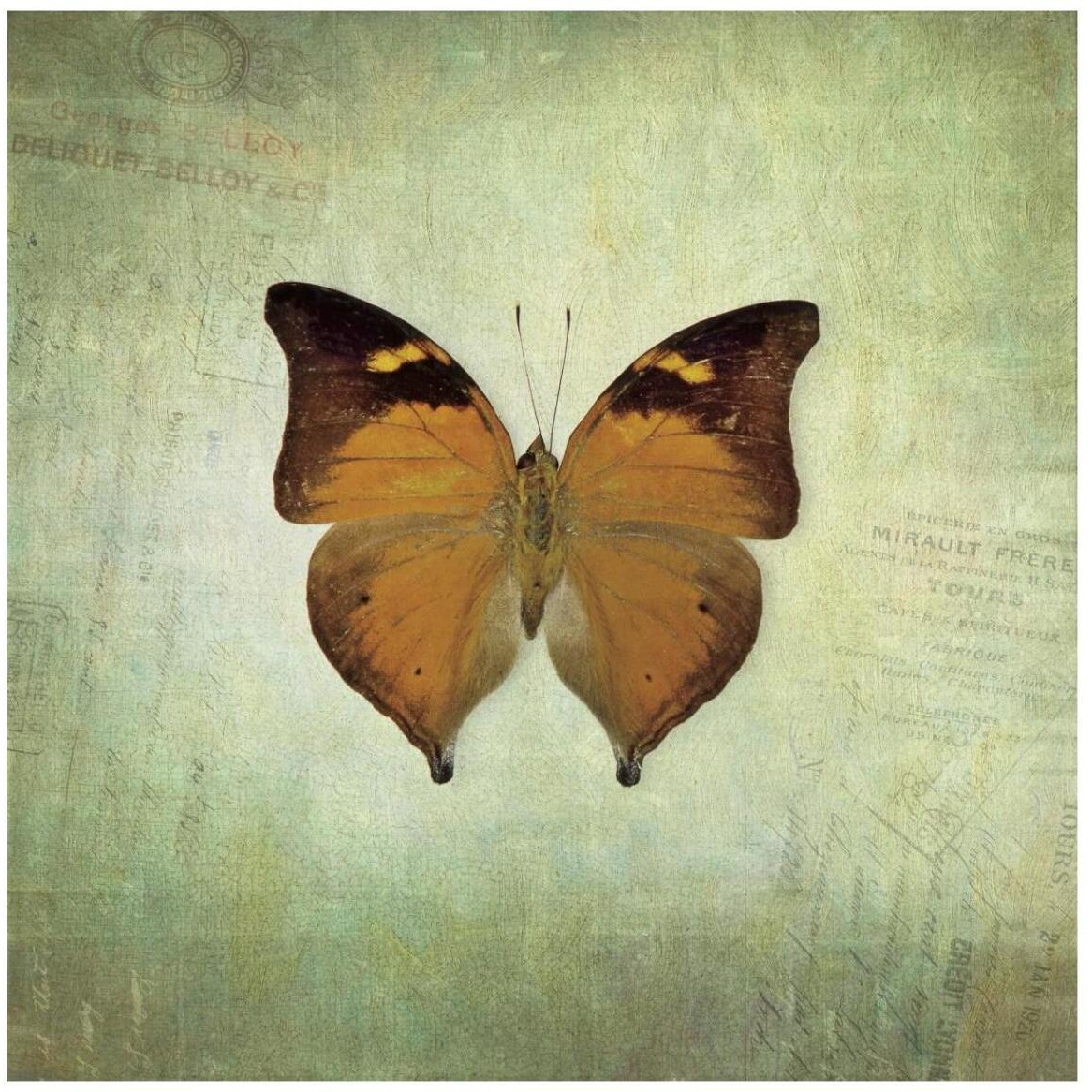 French Butterfly VII -Paper Art-42&quotx42"