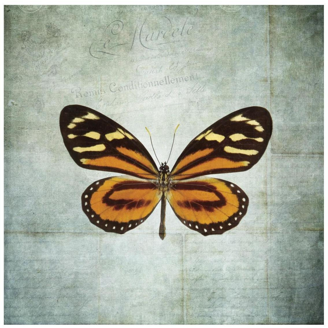French Butterfly VIII -Paper Art-26&quotx26"