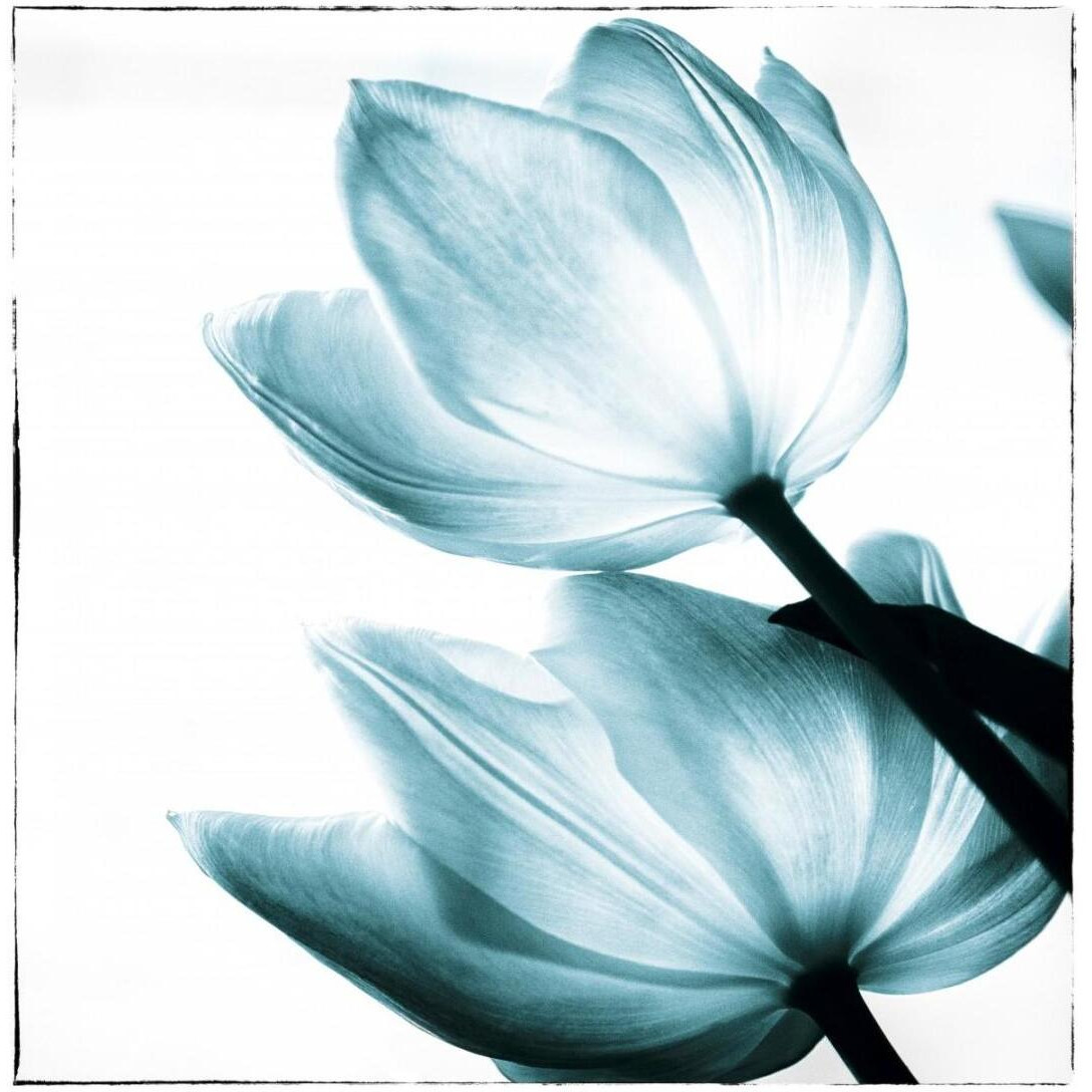 Translucent Tulips II Sq Teal -Paper Art-20&quotx20"