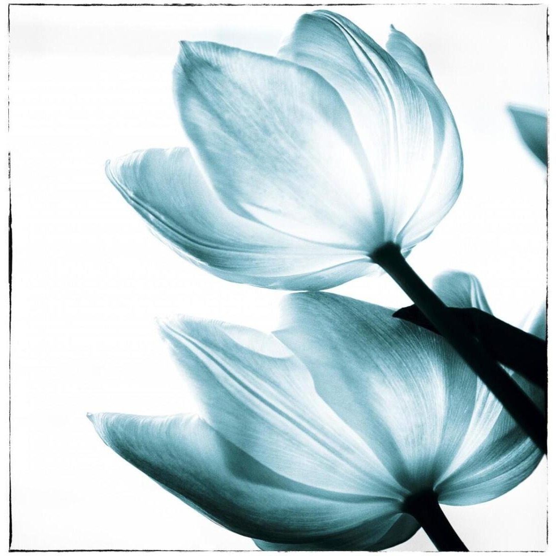 Translucent Tulips II Sq Teal -Paper Art-32&quotx32"