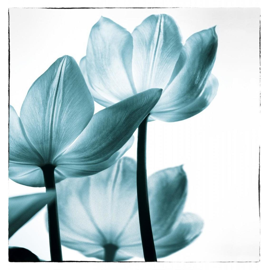 Translucent Tulips III Sq Teal -Paper Art-35.84&quotx38"