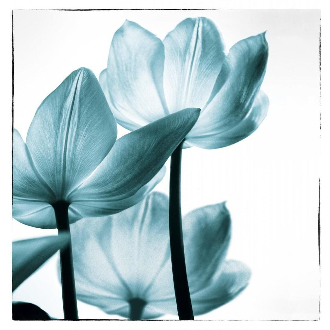 Translucent Tulips III Sq Teal -Paper Art-39.6&quotx42"