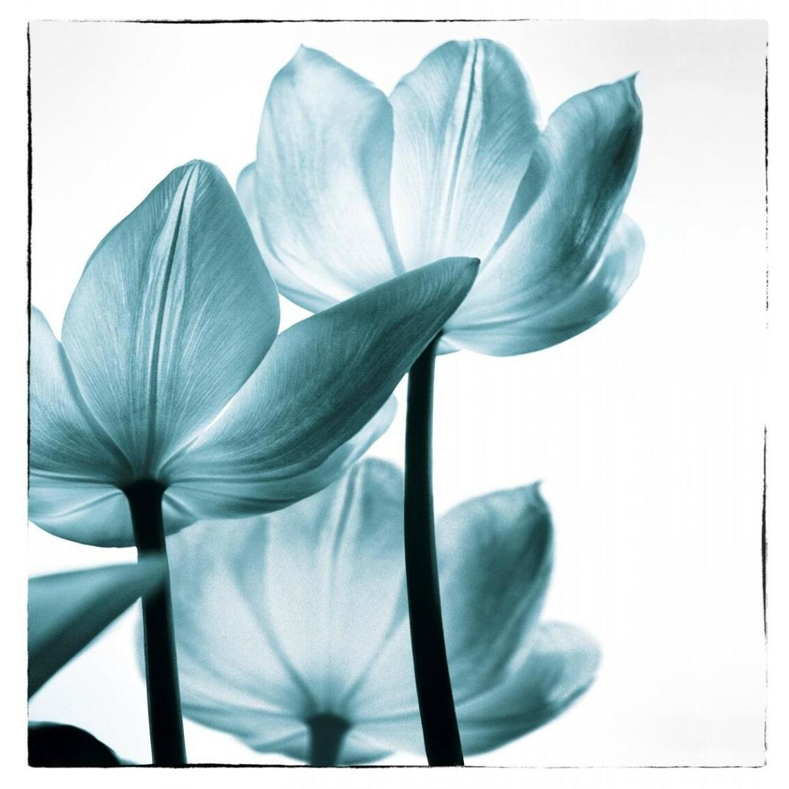 Translucent Tulips III Sq Teal -Paper Art-43.36&quotx46"