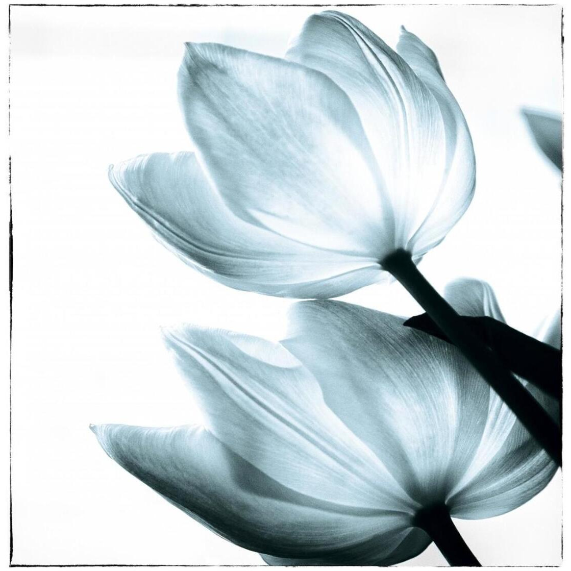 Translucent Tulips II Sq Aqua -Paper Art-26&quotx26"