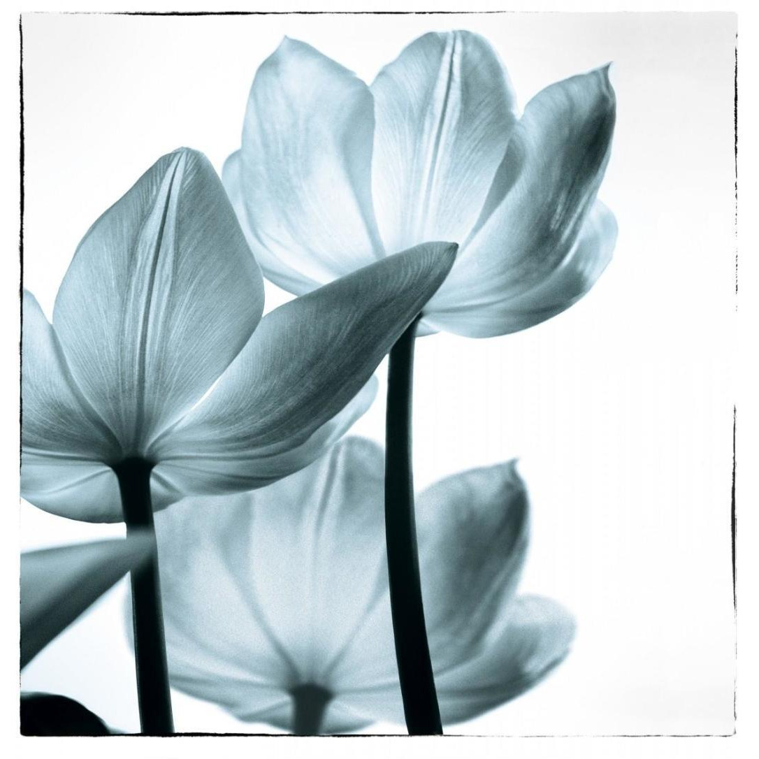 Translucent Tulips III Sq Aqua -Paper Art-22.68&quotx24"