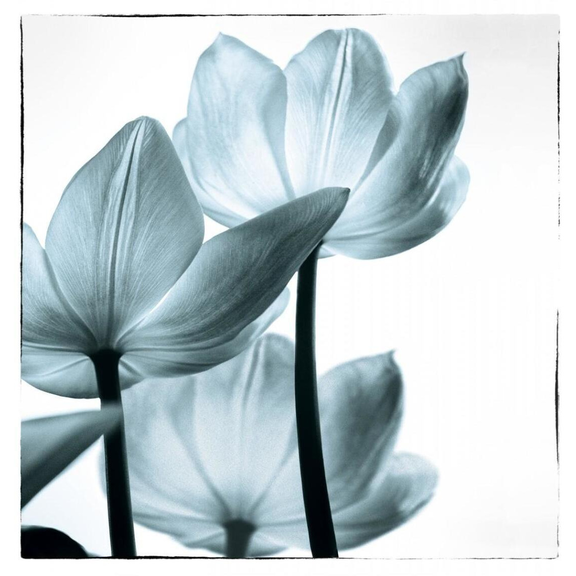 Translucent Tulips III Sq Aqua -Paper Art-43.36&quotx46"