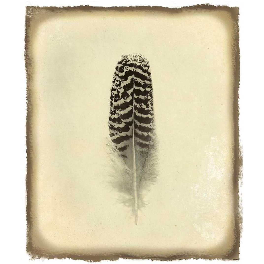 Feather I Vintage -Paper Art-15.44&quotx18"