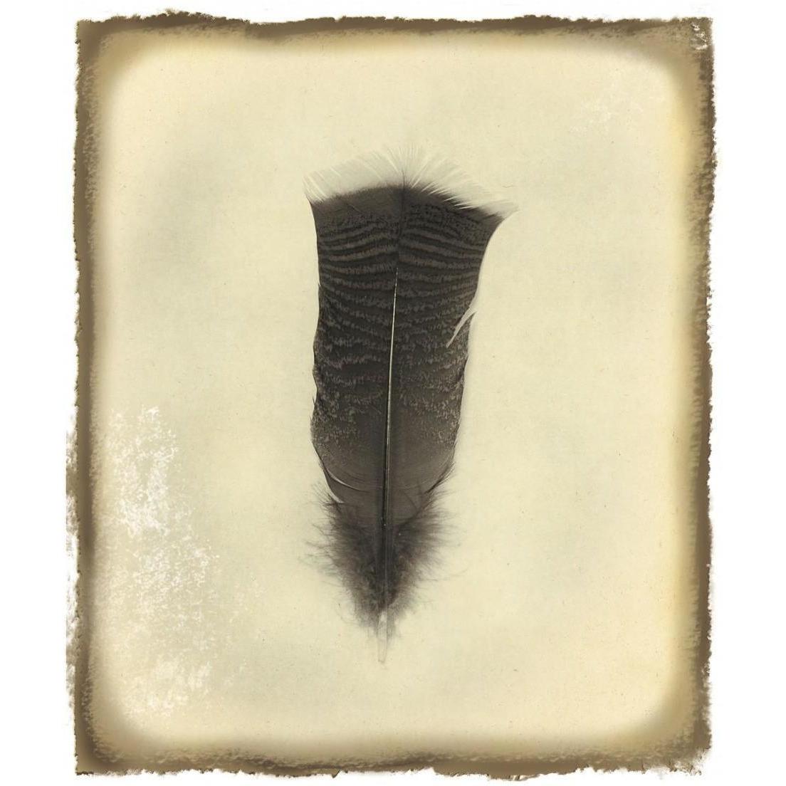 Feather III Vintage -Paper Art-20.48&quotx24"
