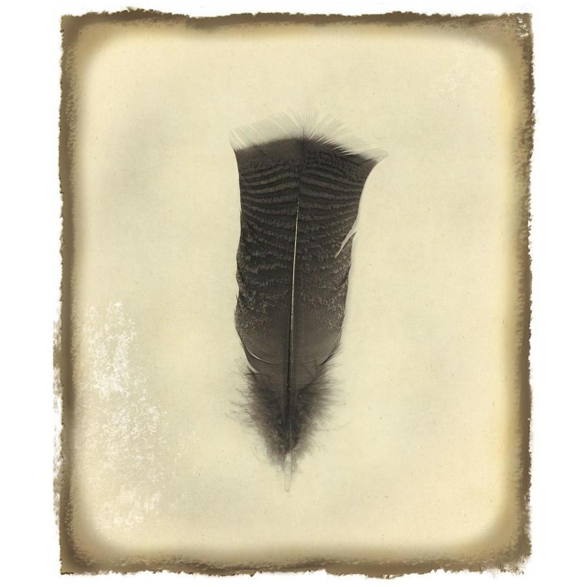 Feather III Vintage -Paper Art-38.96&quotx46"