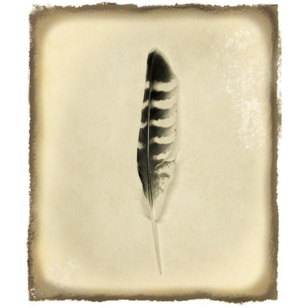 Feather IV Vintage -Paper Art-15.44&quotx18"