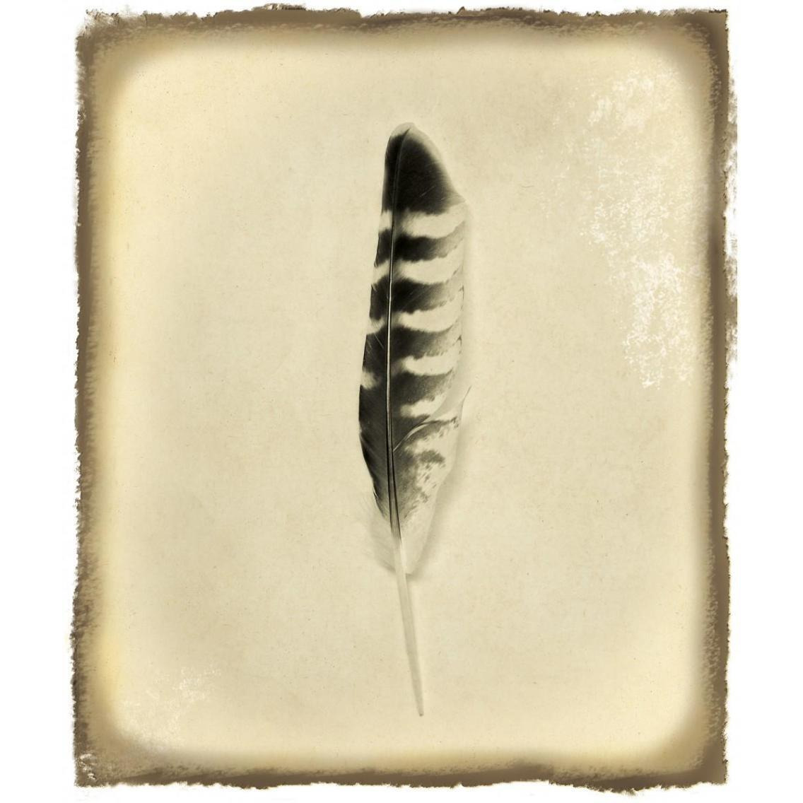 Feather IV Vintage -Paper Art-32.24&quotx38"