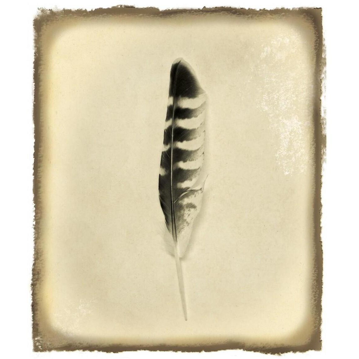 Feather IV Vintage -Paper Art-38.96&quotx46"