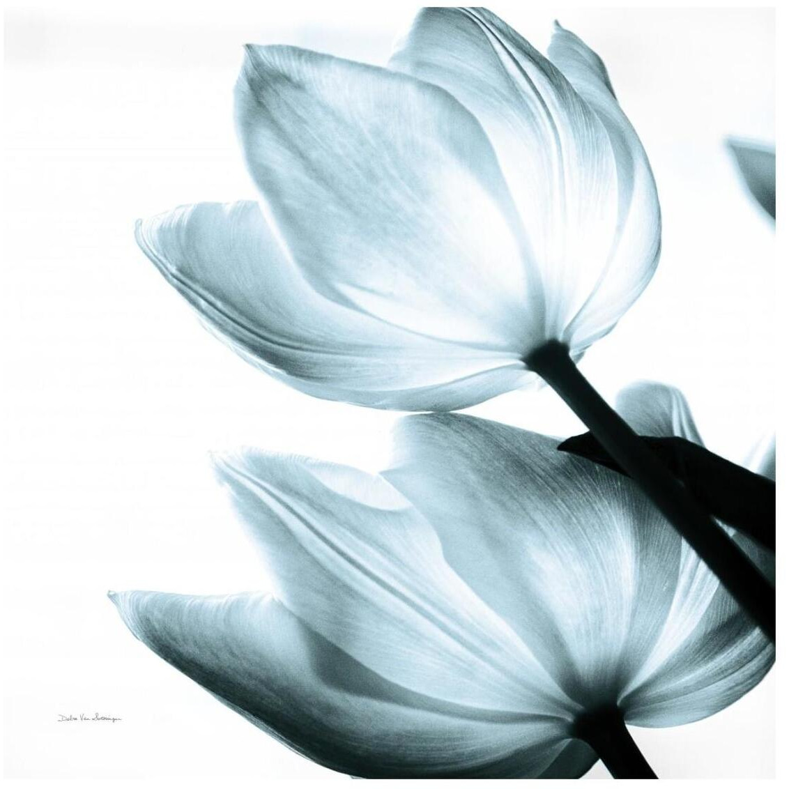 Translucent Tulips II Sq Aqua -Paper Art-26&quotx26"