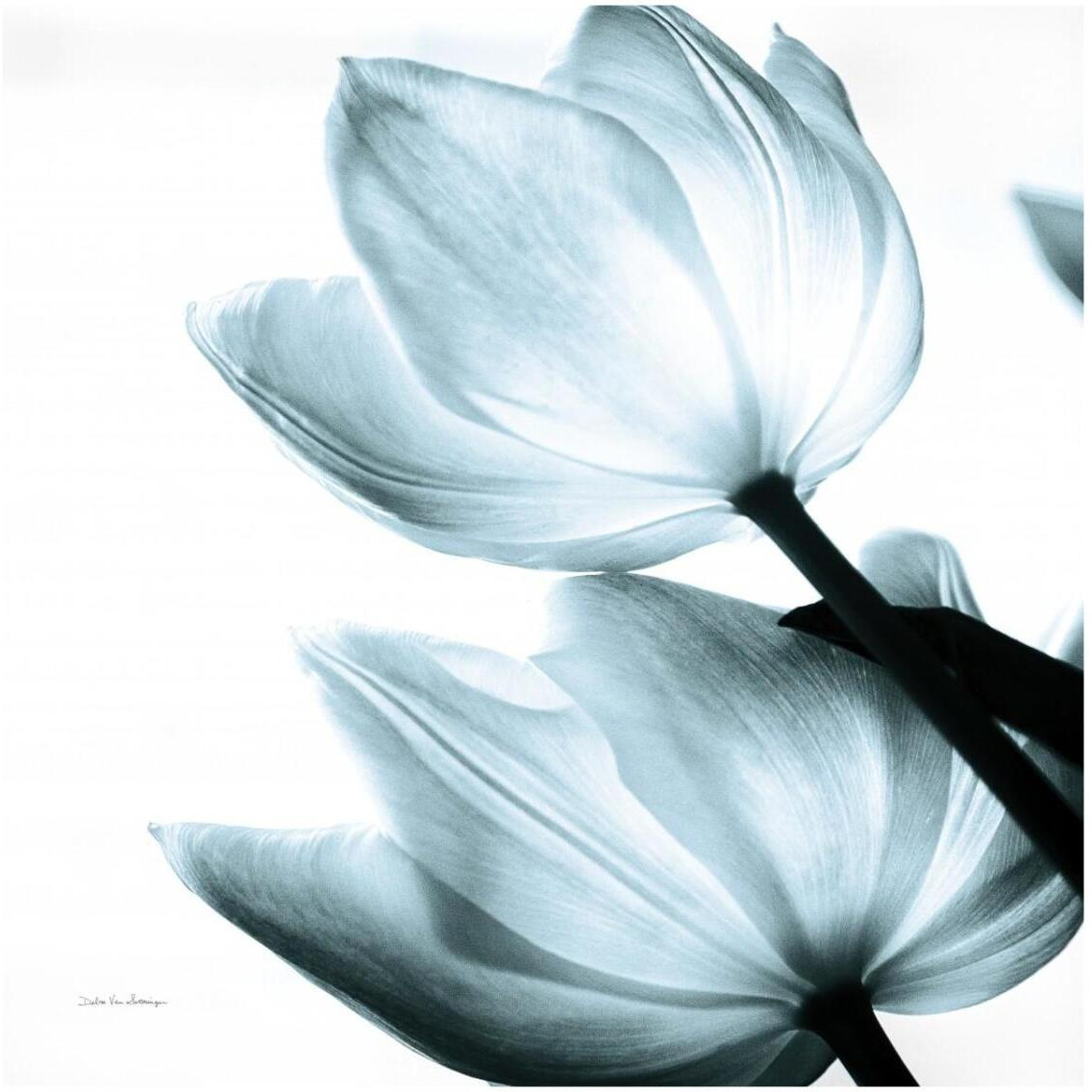 Translucent Tulips II Sq Aqua -Paper Art-32&quotx32"