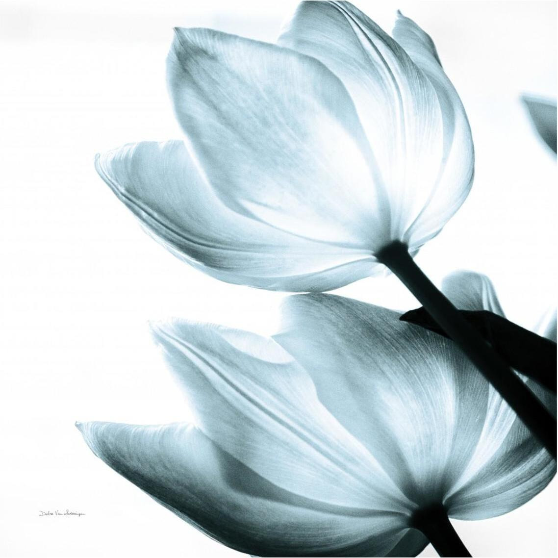 Translucent Tulips II Sq Aqua -Paper Art-38&quotx38"