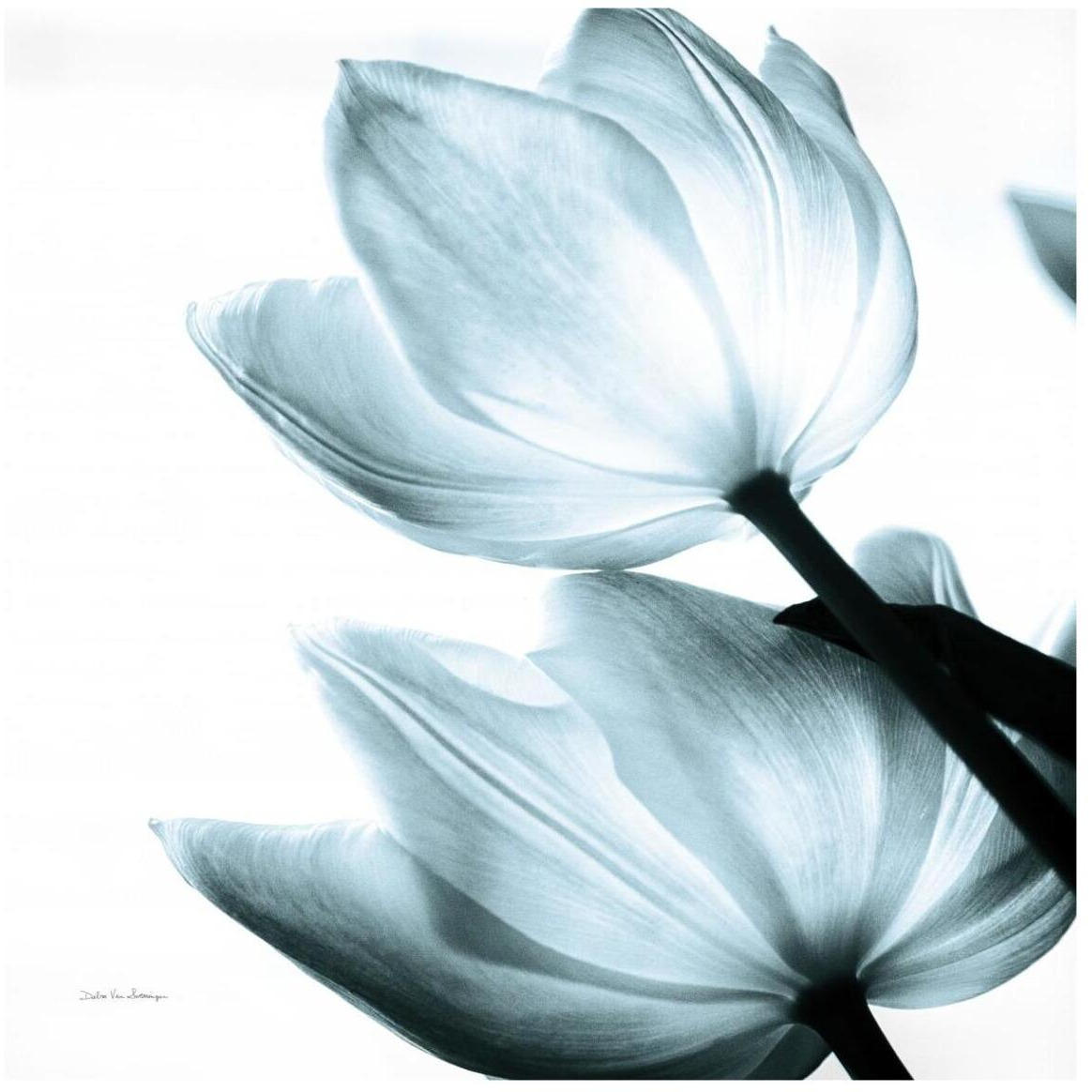 Translucent Tulips II Sq Aqua -Paper Art-42&quotx42"