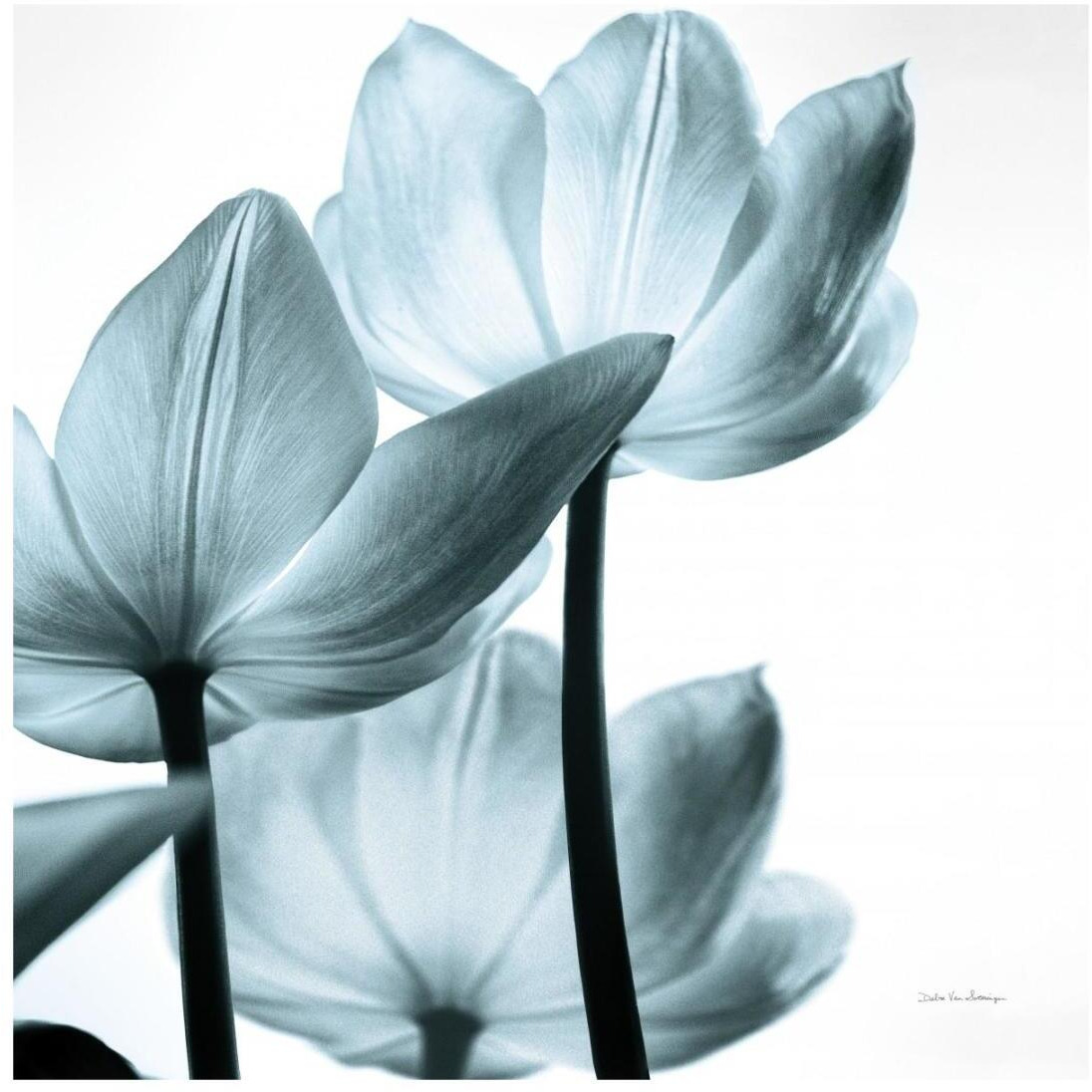 Translucent Tulips III Sq Aqua -Paper Art-20&quotx20"