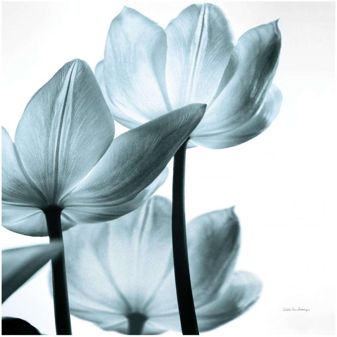 Translucent Tulips III Sq Aqua -Paper Art-32&quotx32"
