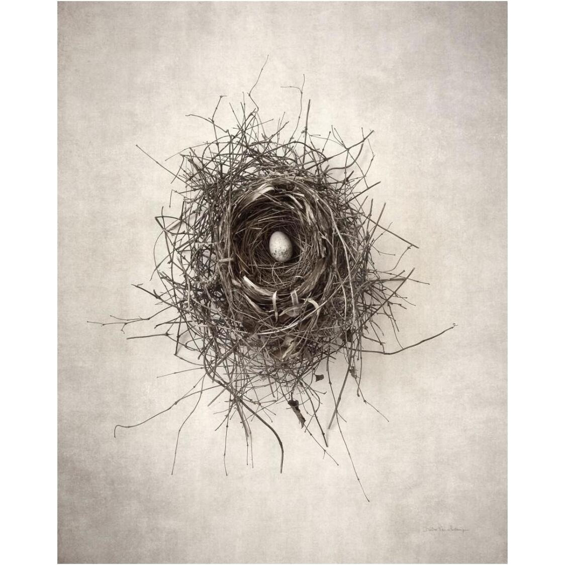Nest I -Paper Art-24&quotx30"
