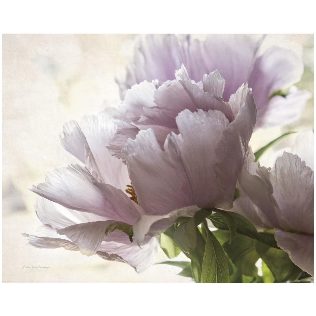 Translucent Peony I -Paper Art-22&quotx18"