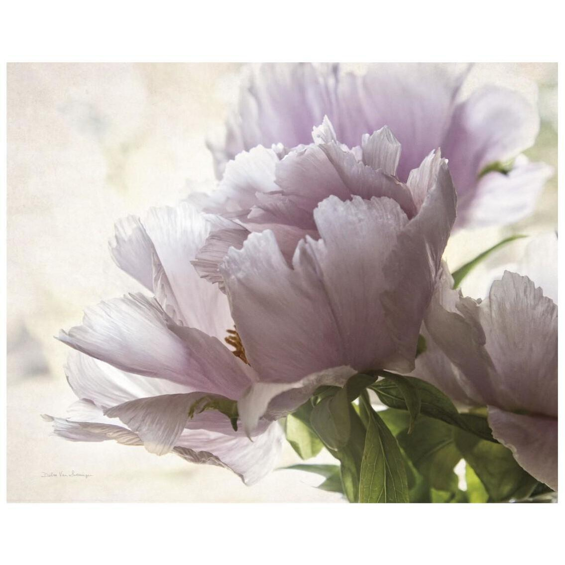 Translucent Peony I -Paper Art-26&quotx22"