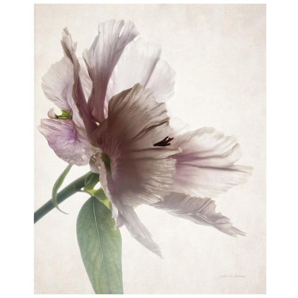 Translucent Peony II -Paper Art-22&quotx26"