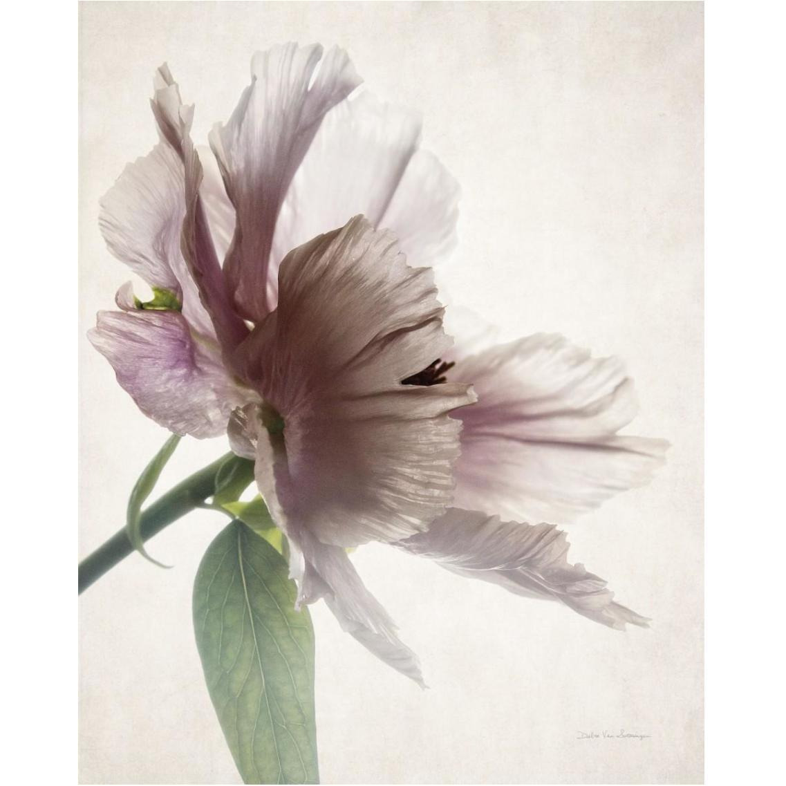 Translucent Peony II -Paper Art-30&quotx37"