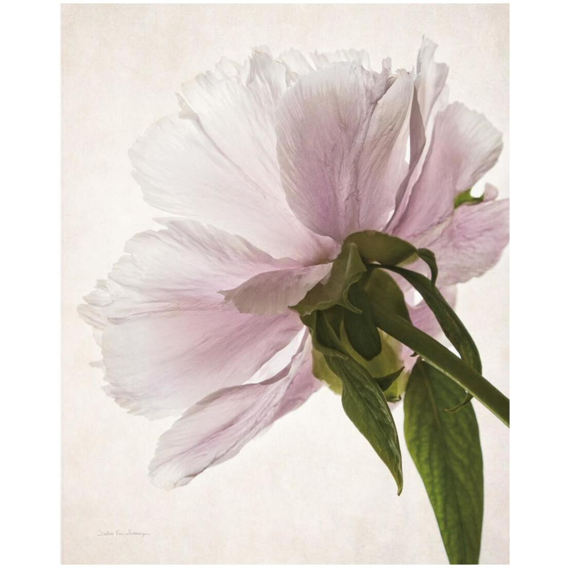 Translucent Peony III -Paper Art-18&quotx22"