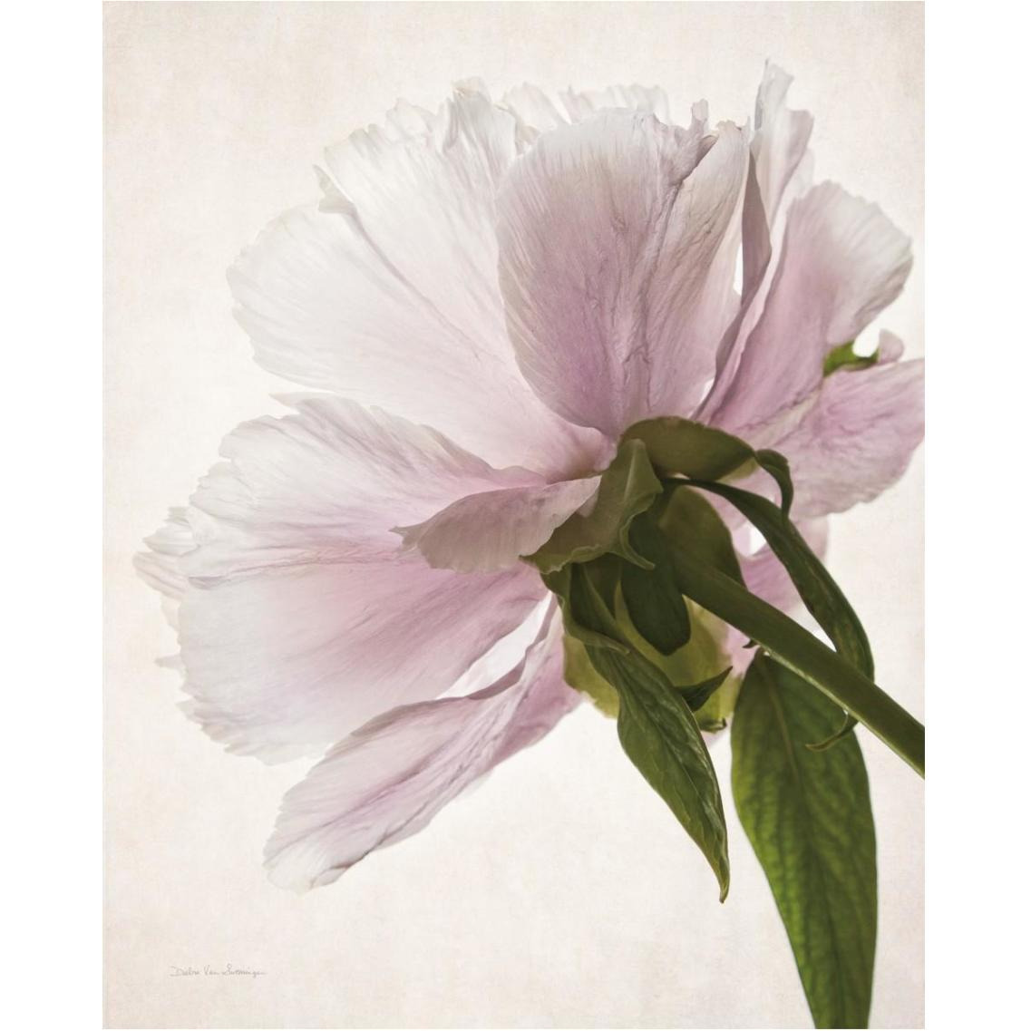 Translucent Peony III -Paper Art-30&quotx37"