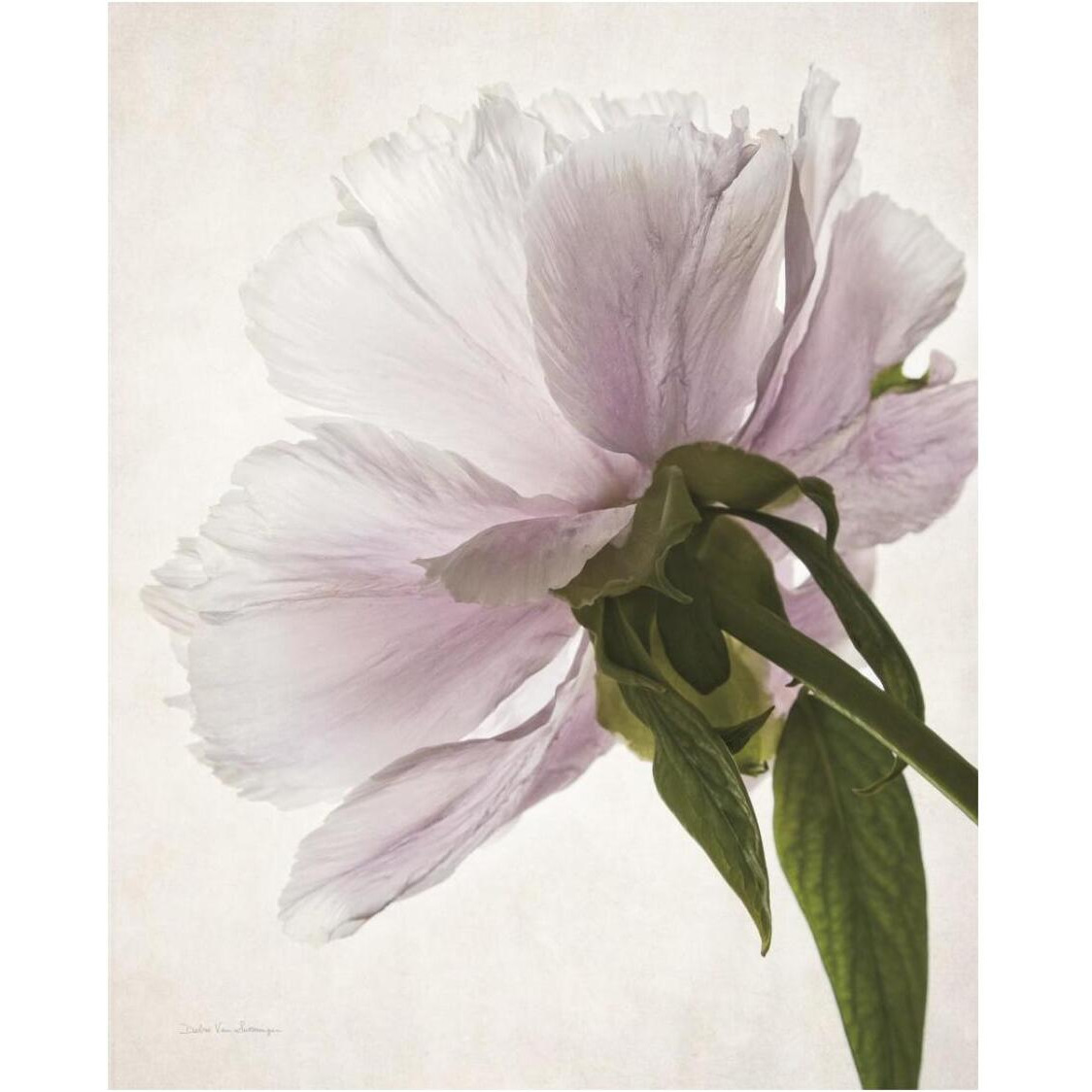 Translucent Peony III -Paper Art-24&quotx30"