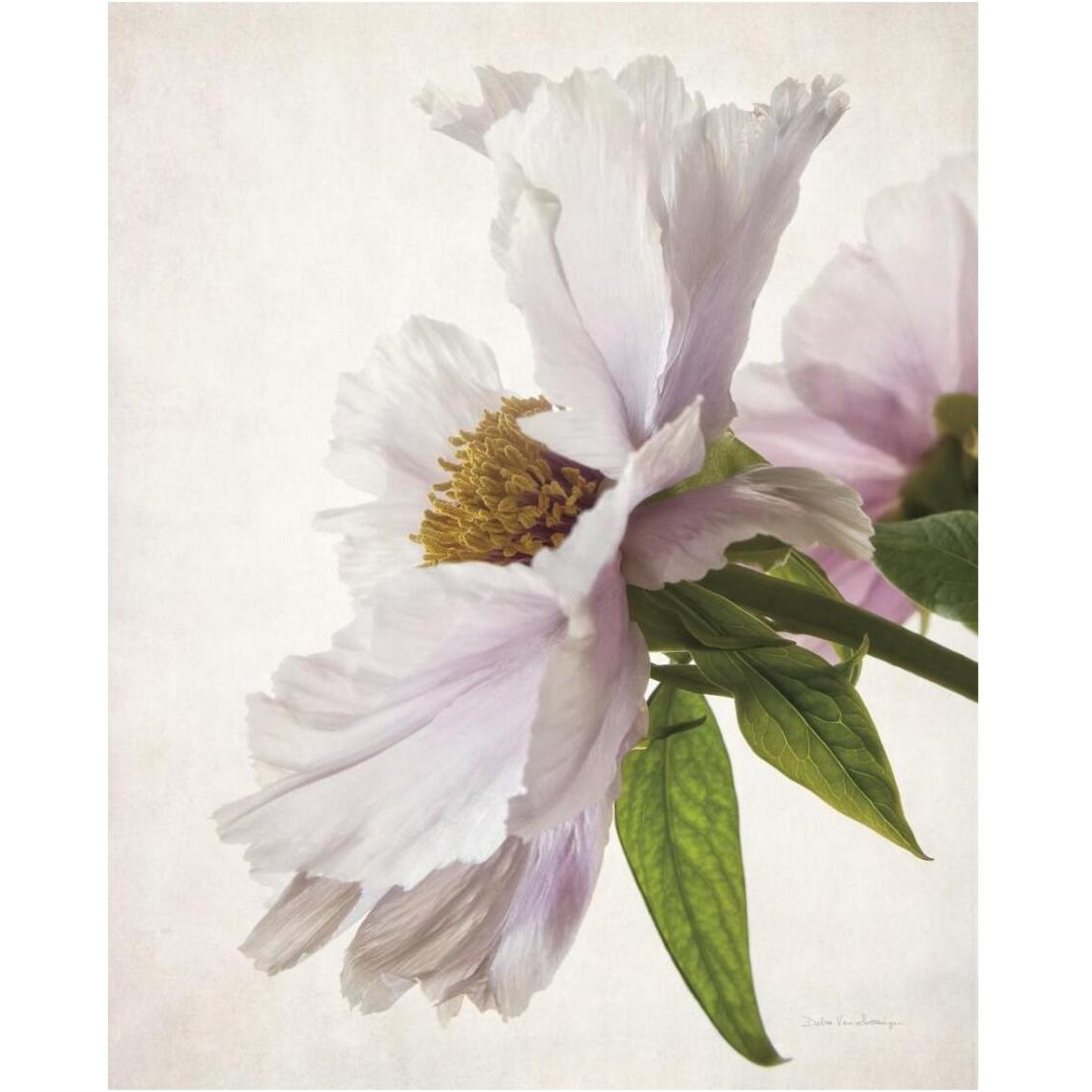 Translucent Peony IV -Paper Art-24&quotx30"