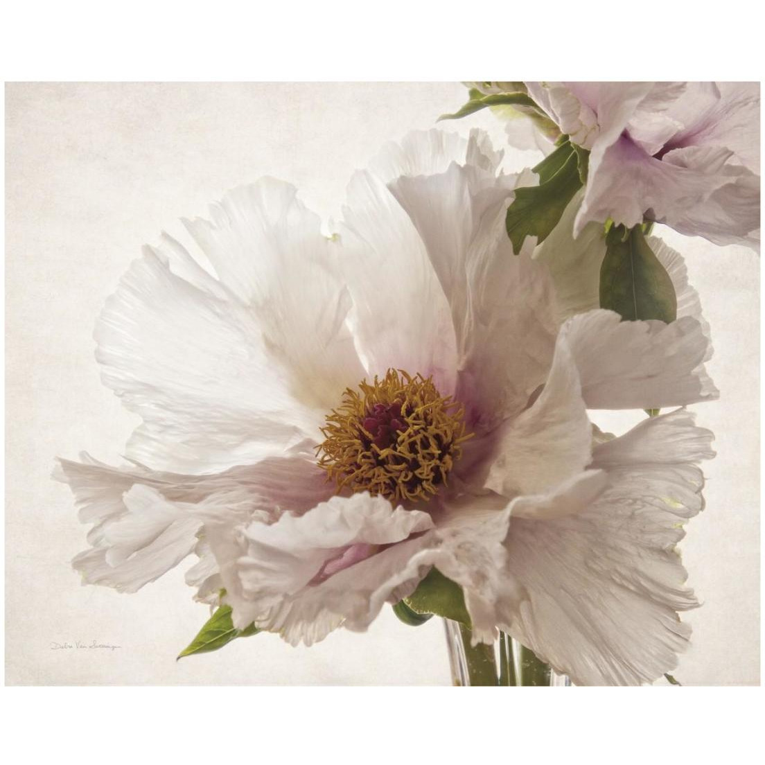 Translucent Peony V -Paper Art-22&quotx18"