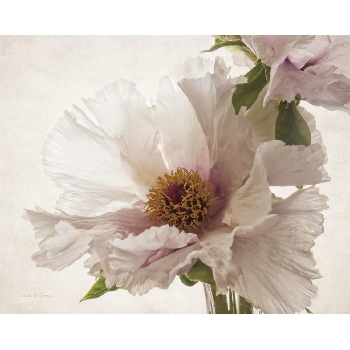 Translucent Peony V -Paper Art-37&quotx30"