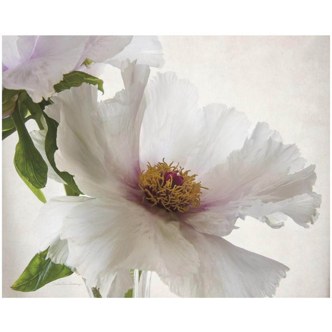 Translucent Peony VI -Paper Art-22&quotx18"