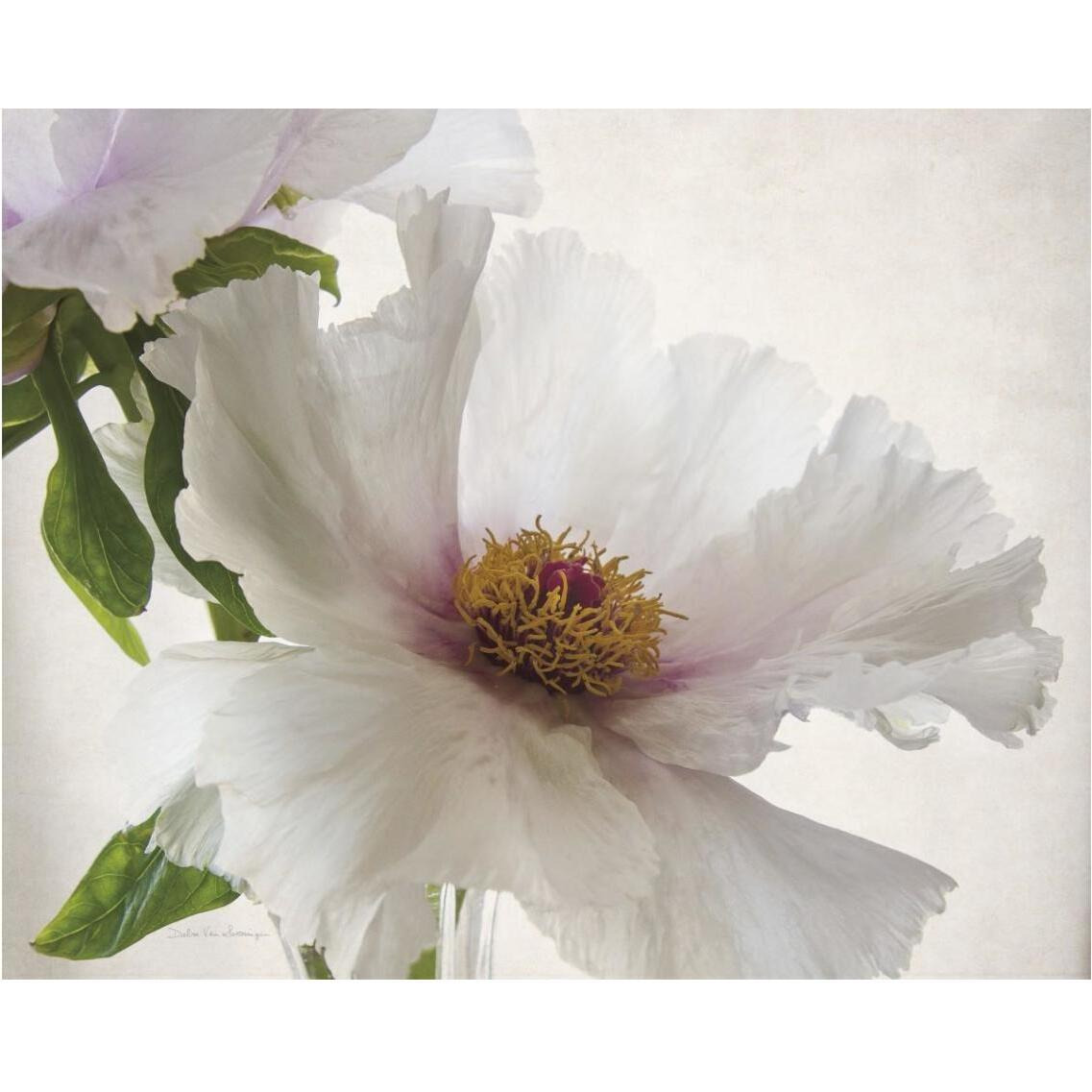 Translucent Peony VI -Paper Art-37&quotx30"