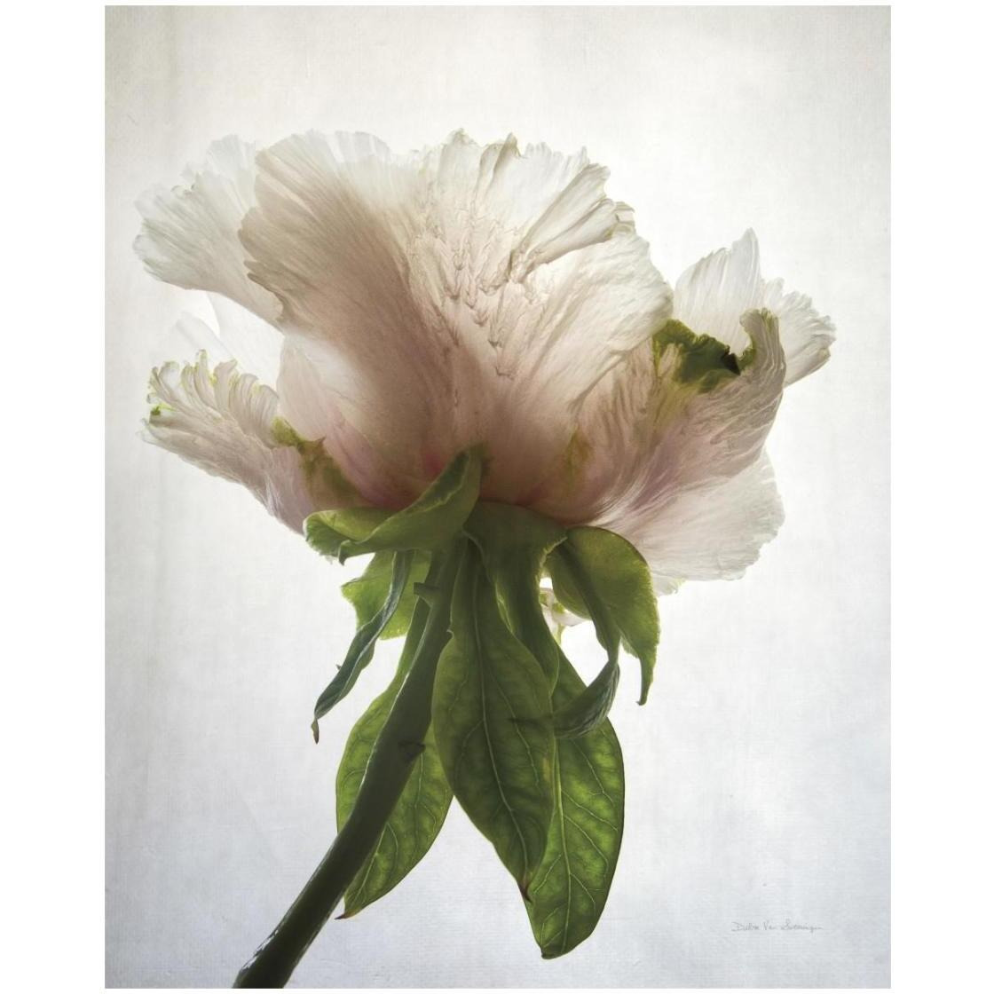 Translucent Peony VII -Paper Art-22&quotx26"