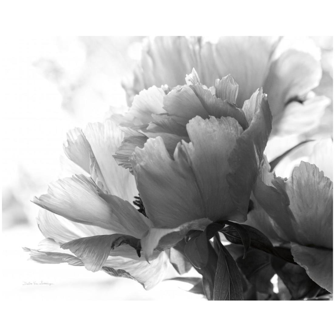 Translucent Peony I - BW -Paper Art-22&quotx18"