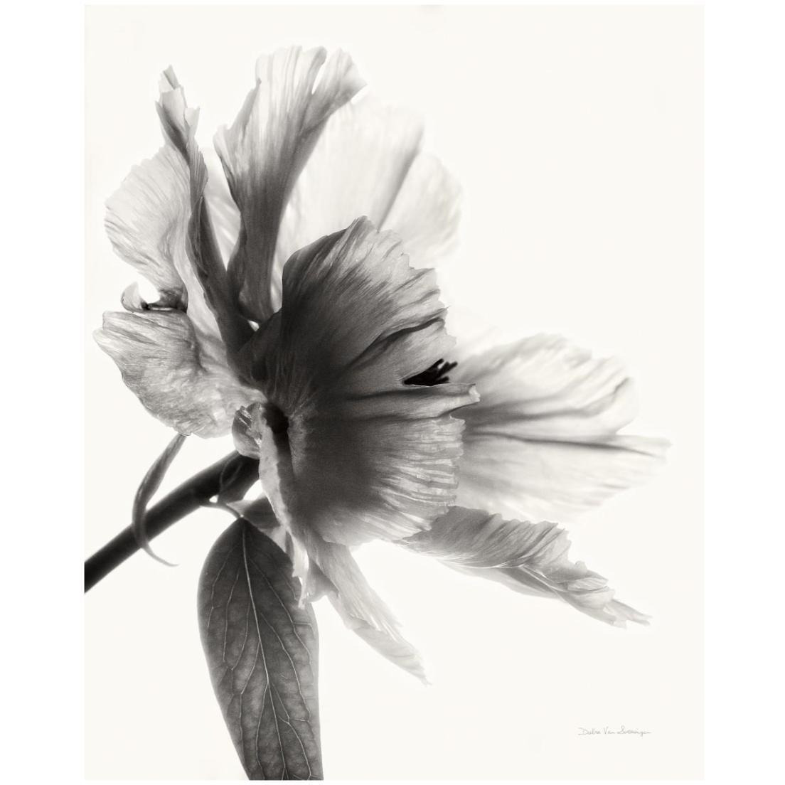 Translucent Peony II - BW -Paper Art-18&quotx22"