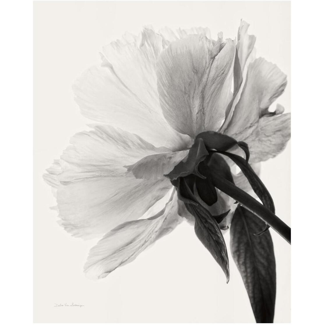 Translucent Peony III - BW -Paper Art-22&quotx26"