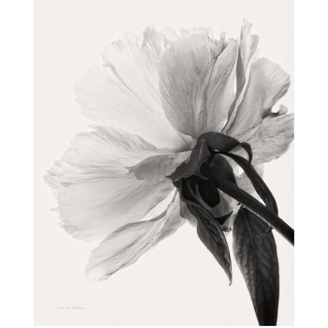 Translucent Peony III - BW -Paper Art-24&quotx30"