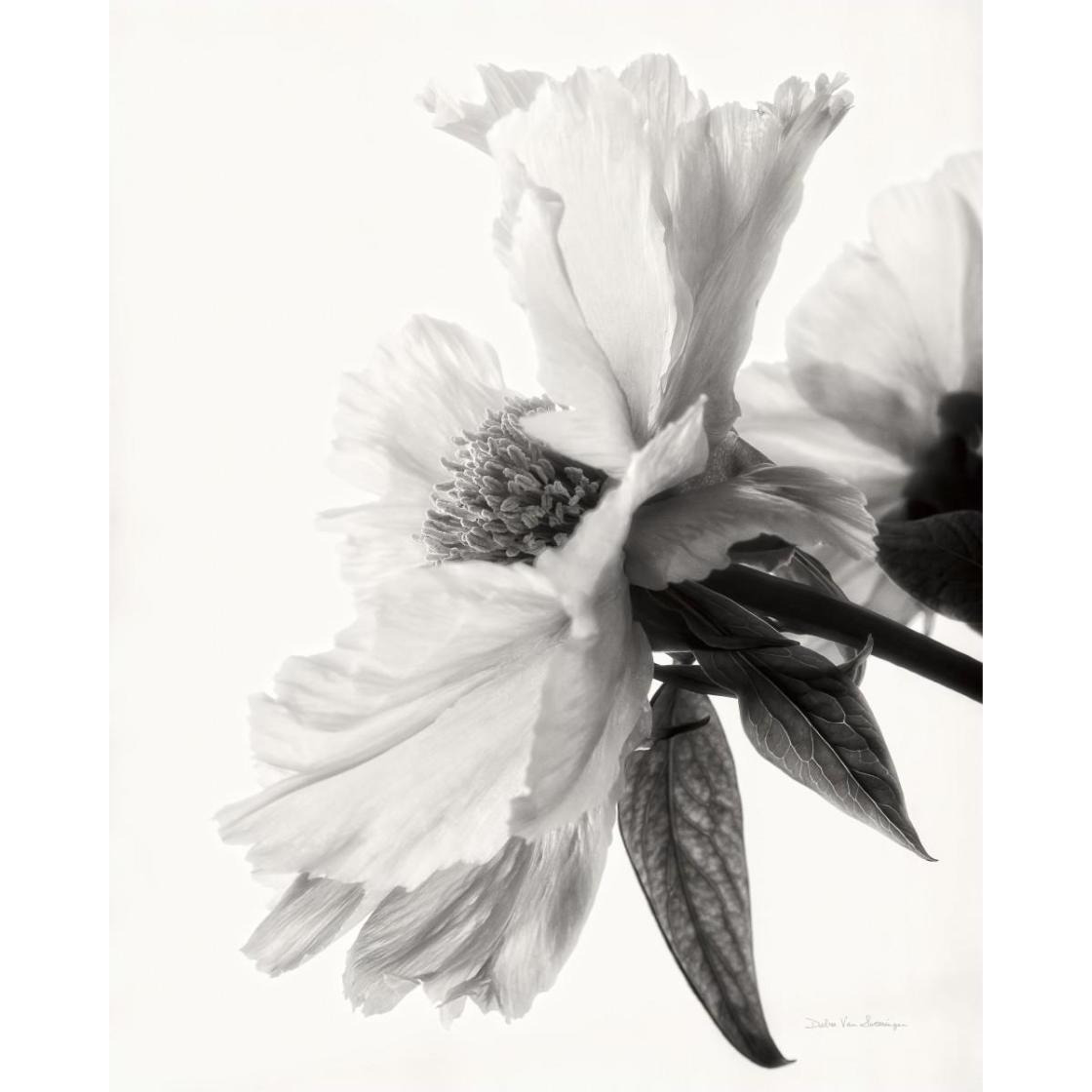 Translucent Peony IV - BW -Paper Art-24&quotx30"