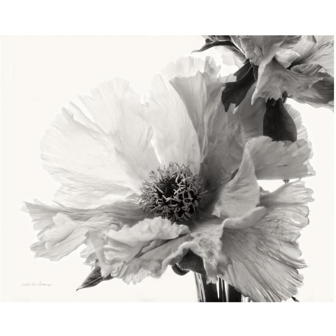 Translucent Peony V - BW -Paper Art-22&quotx18"