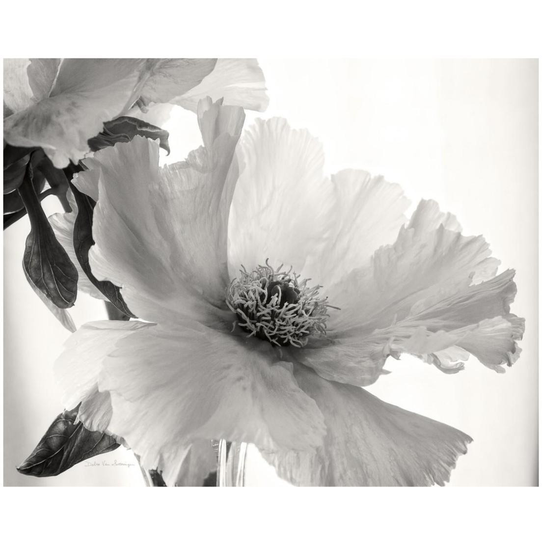 Translucent Peony VI - BW -Paper Art-22&quotx18"