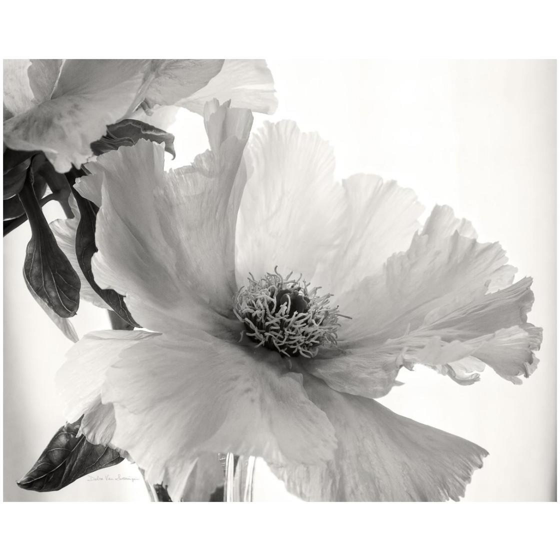 Translucent Peony VI - BW -Paper Art-26&quotx22"
