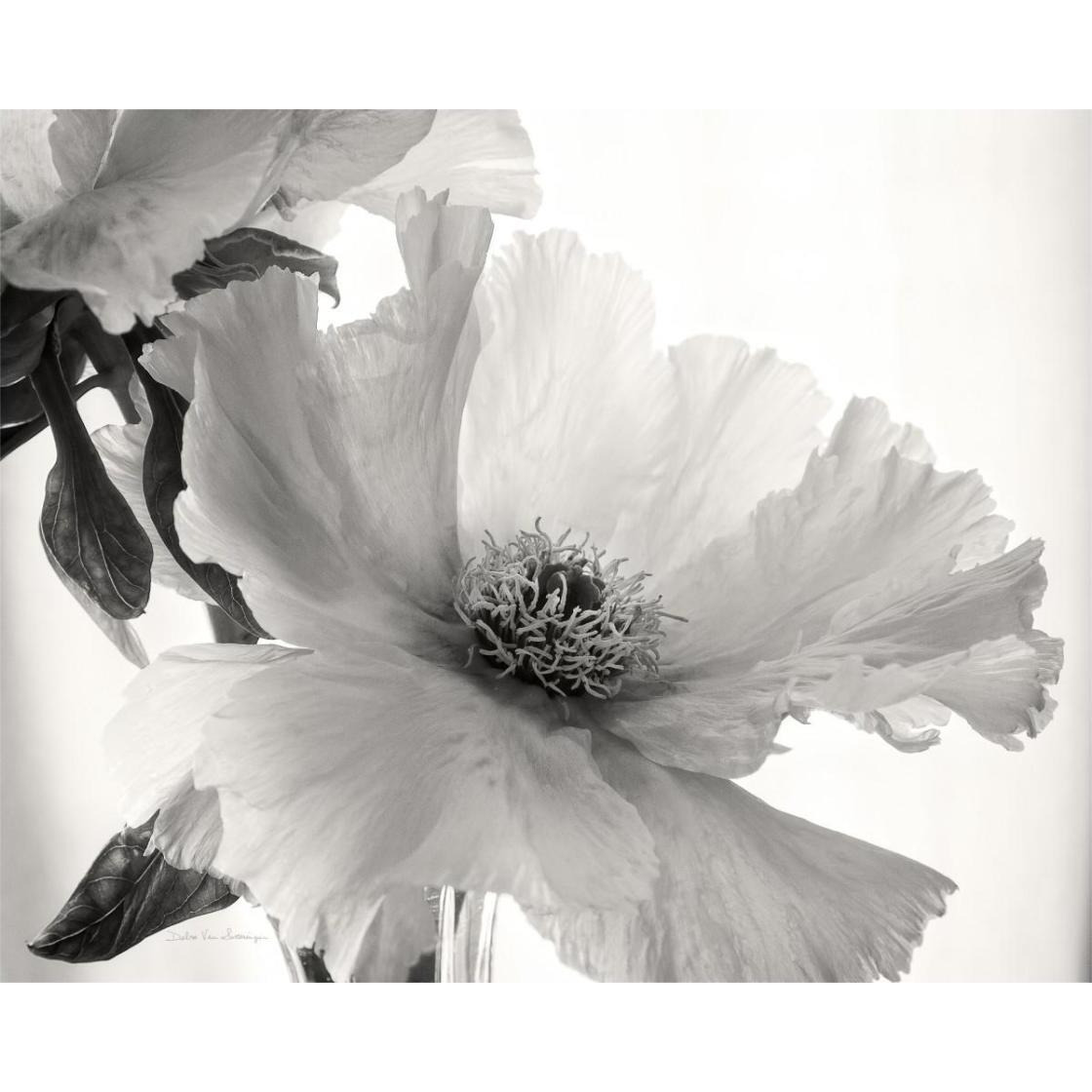 Translucent Peony VI - BW -Paper Art-30&quotx24"