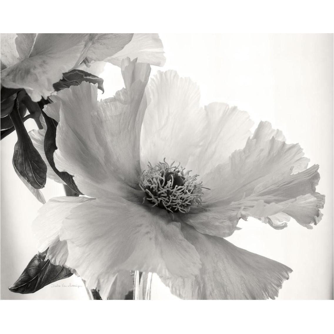 Translucent Peony VI - BW -Paper Art-37&quotx30"