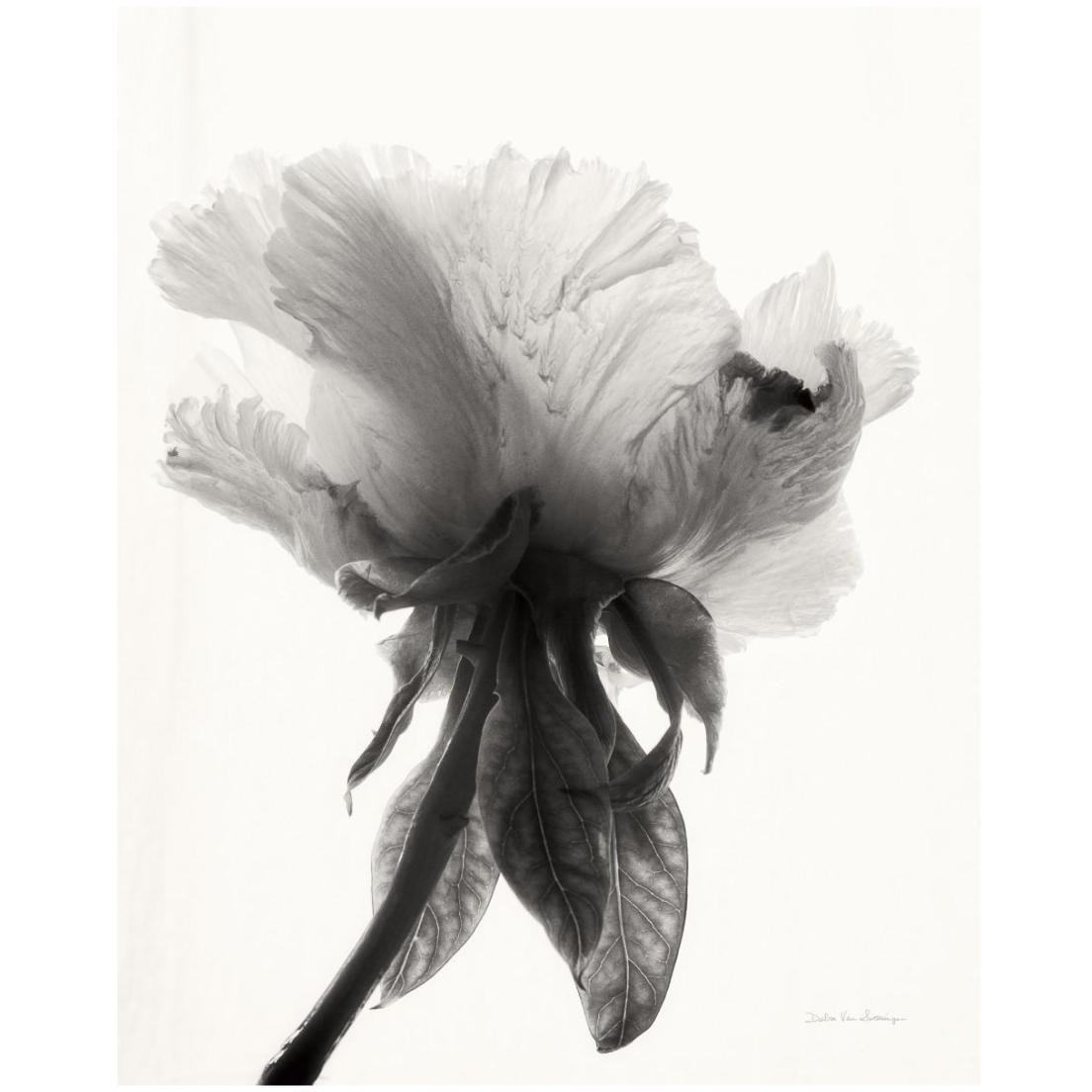 Translucent Peony VII - BW -Paper Art-18&quotx22"